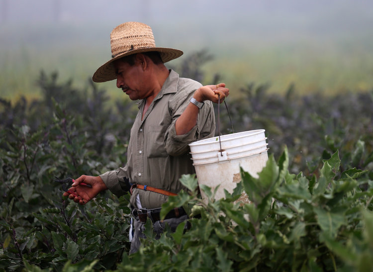 A farm worker picks eggplant in the early morning fog on a farm in Rancho Santa Fe, California.