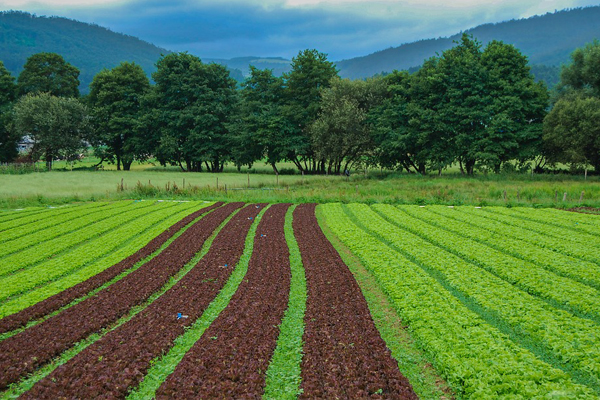 Land reform in South Africa